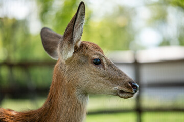 close-up of cute deer in the forest
