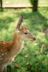 close-up of cute deer in the forest