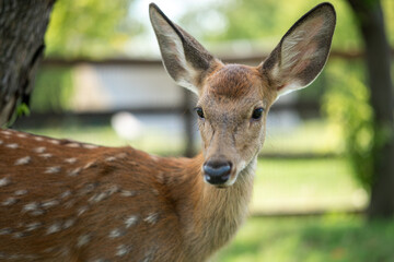 close-up of cute deer in the forest