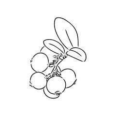 sketch ripe lingonberries, lingonberry berry, vector sketch