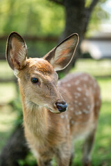 close-up of cute deer in the forest