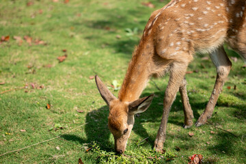 close-up of cute deer in the forest