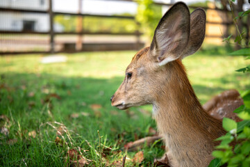 close-up of cute deer in the forest