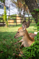 close-up of cute deer in the forest