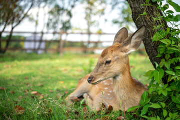 close-up of cute deer in the forest