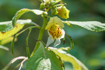 Beautiful yellow flowers of Impatiens urticifolia, close-up. Flora. Botanical garden.