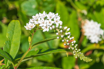 Beautiful white flowers of Lysimachia clethroides. the gooseneck loosestrife.