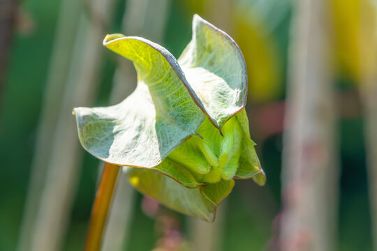 Cobaea scandens fruit, close-up. the cup-and-saucer vine, cathedral bells, Mexican ivy, monastery bells.