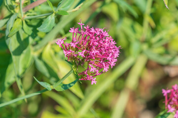 Beautiful pink flowers of Valeriana rubra. the red valerian, spur valerian, kiss-me-quick, fox's brush, devil's beard, Jupiter's beard.