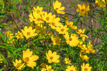 Beautiful yellow flowers of Bidens aristosa. bearded beggarticks, western tickseed, showy tickseed, long-bracted beggarticks, tickseed beggarticks