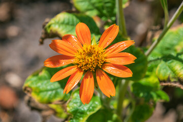 Beautiful orange flowers of Tithonia rotundifolia. the red sunflower, Mexican sunflower.