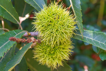Sweet chestnut fruit. Castanea sativa. the Spanish chestnut.