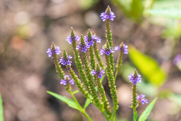 Beautiful purple flowers of Verbena hastata. American vervain, blue vervain, simpler's joy, swamp verbena.