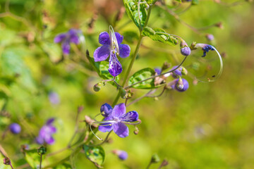 Beautiful purple flowers of Tripora divaricata.