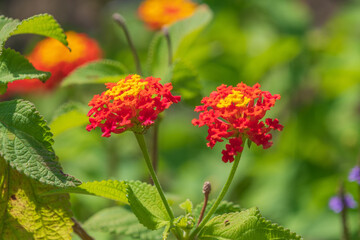 Beautiful orange flowers of Lantana camara. common lantana.