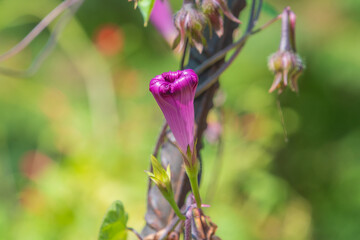 Beautiful purple flowers of Ipomoea purpurea. the common morning-glory, tall morning-glory