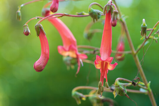 Beautiful red flowers of Phygelius capensis. the cape figwort or cape fuchsia.