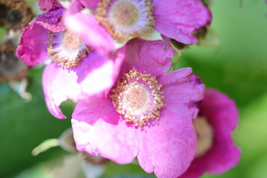Fleur de Rubus odoratus, ronce odorante ou framboisier sauvage