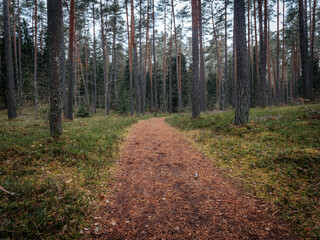 A narrow forest path that winds through a dense tall pine forest covered with lichen. The forest floor is covered with green moss and natural undergrowth, creating a serene forest scene.