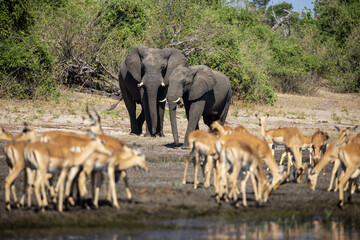 Witness the awe-inspiring beauty of elephants roaming freely in their natural habitat at Chobe National Park. This sanctuary is home to one of the largest elephant populations in Africa.