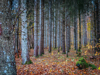 A forest trail is covered with brown and orange fallen leaves in late autumn. Bare trees and sparse foliage frame the landscape, creating a serene and natural forest atmosphere.