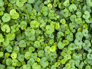 Lush green ground cover of creeping charlie plants forming a natural carpet