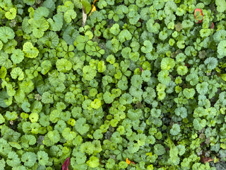 Green ground cover plants forming a dense carpet in the forest