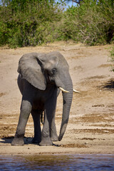 Obraz premium Witness the awe-inspiring beauty of elephants roaming freely in their natural habitat at Chobe National Park. This sanctuary is home to one of the largest elephant populations in Africa.