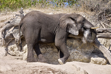 Fototapeta premium Witness the awe-inspiring beauty of elephants roaming freely in their natural habitat at Chobe National Park. This sanctuary is home to one of the largest elephant populations in Africa.