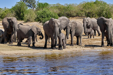 Fototapeta premium Witness the awe-inspiring beauty of elephants roaming freely in their natural habitat at Chobe National Park. This sanctuary is home to one of the largest elephant populations in Africa.