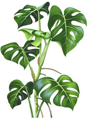 Very Beautifull Green Leafs Branch