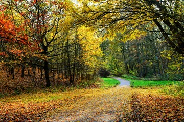 Autumn landscape background. November. Footpath in the park.	