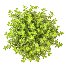 Isolated transparent PNG of vibrant green thyme plant, great for culinary or botanical designs.