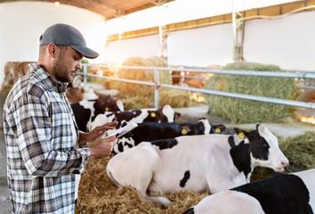 Male farm worker with digital tablet inspecting livestock.