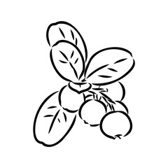 sketch ripe lingonberries, lingonberry berry, vector sketch