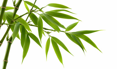 Obraz premium Lush green bamboo leaves and stalks isolated on a bright white background. Perfect for design projects needing a natural, serene aesthetic.