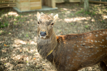 Obraz premium close-up of cute deer in the forest
