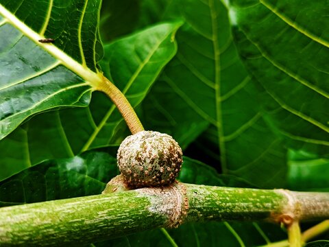 Ficus nota is a species of flowering plant in the family Moraceae. ... It is commonly known as tibig or sacking tree,
