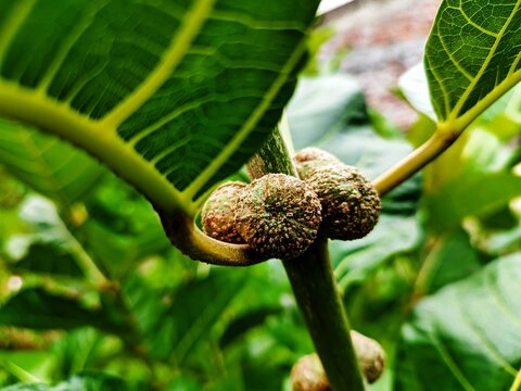 Ficus nota is a species of flowering plant in the family Moraceae. ... It is commonly known as tibig or sacking tree,