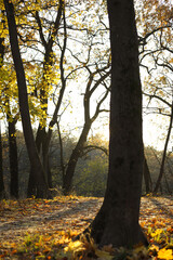 Fototapeta premium autumn. autumn sunny park with trees and fallen leaves