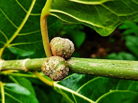 Ficus nota is a species of flowering plant in the family Moraceae. ... It is commonly known as tibig or sacking tree,