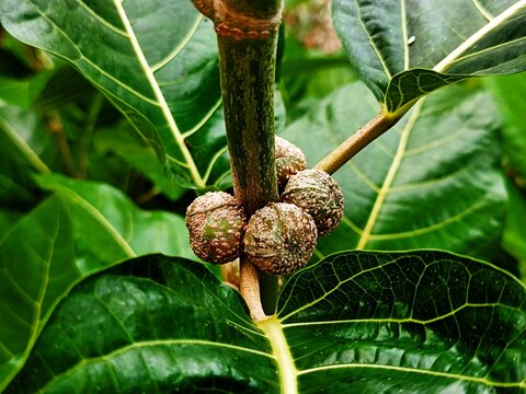 Ficus nota is a species of flowering plant in the family Moraceae. ... It is commonly known as tibig or sacking tree,