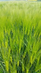 Naklejka premium Ein Feld mit Grünen Ähren von der Gerste