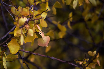 Close-up of tree branches with vibrant yellow autumn foliage.