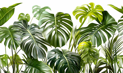 Lush tropical foliage, vibrant green monstera deliciosa leaves, exotic plants, botanical illustration, jungle aesthetic,  perfect for wallpaper or print.