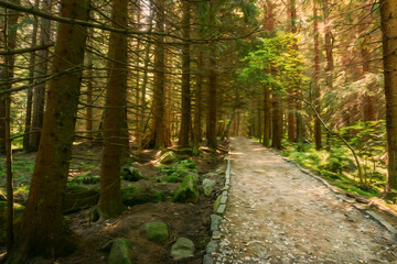 summer scene of a pine forest and a road with sunlight coming through the trees, digitally painted photo