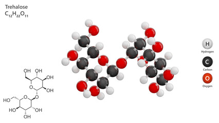 Molecule: Trehalose. Disaccharide. Molecular structure. Formula: C12H22O11. Chemical model: Ball and stick. White background. 3D illustration.