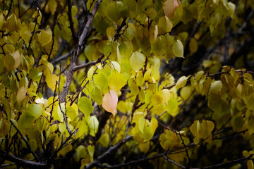 Golden leaves on tree branches illuminated by soft sunlight.