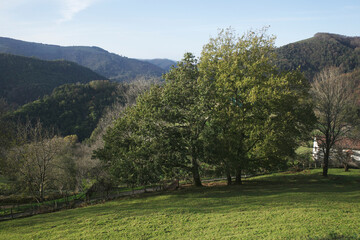 Vegetation in a rural environment