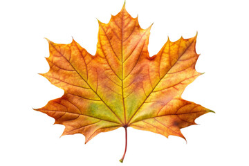 Fototapeta premium maple leaf isolated on white